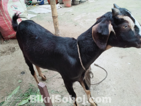 ২ টি দেশি খাসি বিক্রয় করা হবে।